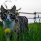 Potrait im Grünen