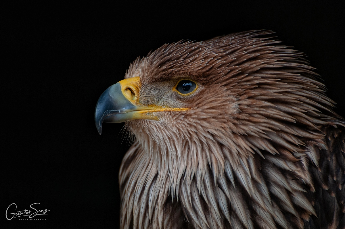 Potrait Kaiseradler im Jugendgefieder