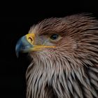 Potrait Kaiseradler im Jugendgefieder