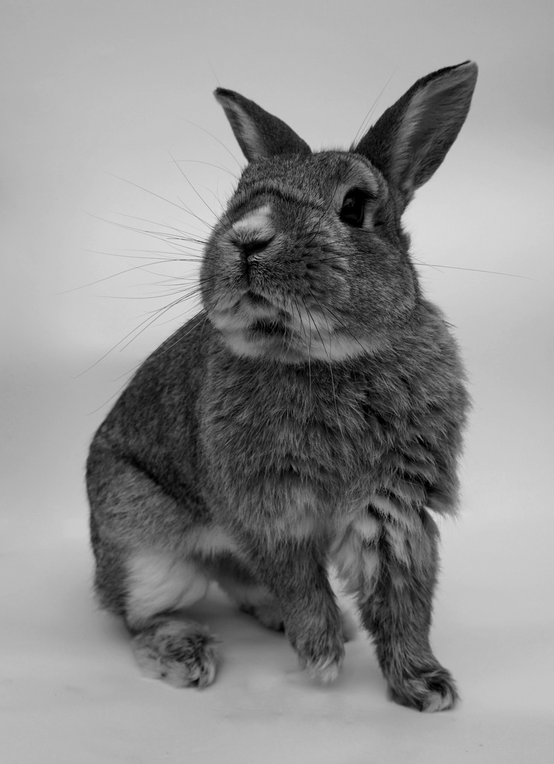 Potrait Kaninchen