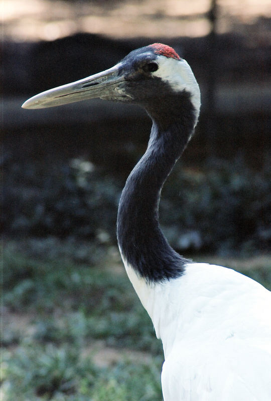 POTRAIT OF A BIRD