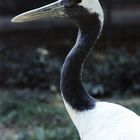 POTRAIT OF A BIRD