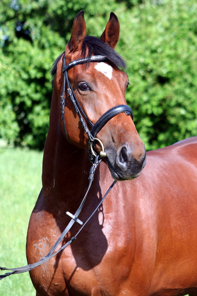 Potrait von Francesko