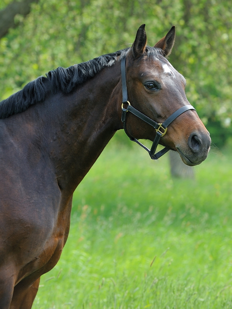 Potrait von Romy