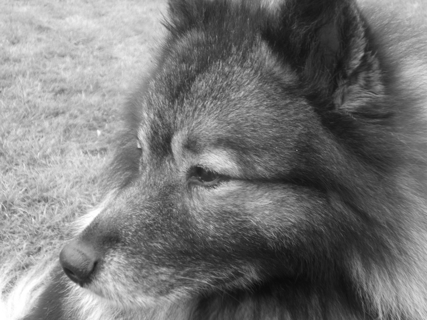 Potrait "Wolfsspitz"