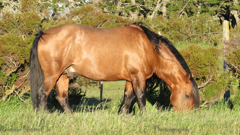 Potro de La Estancia