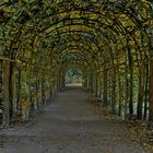 POTSDAM - Schloßpark Sanssouci -