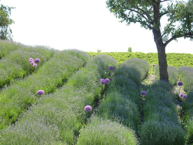 Potsdamer Provence