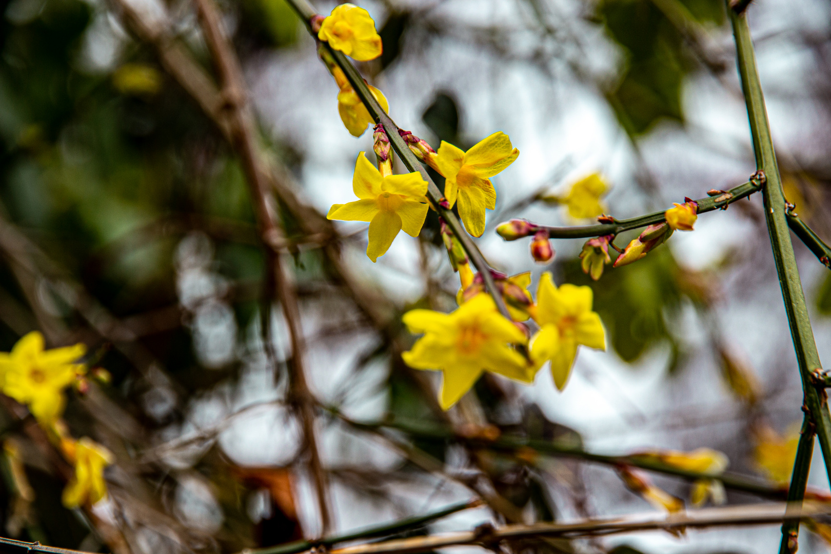 Potsdam_Insel_Winterjasmin_29.01 (3)