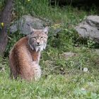 Pott-Luchs