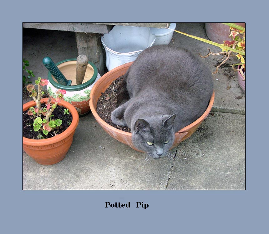 Potted Pip