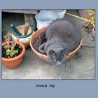 Potted Pip