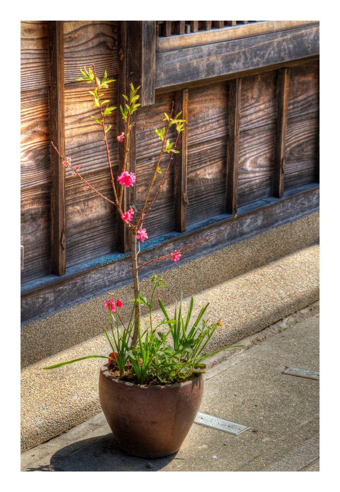 Potted plant by the roadside