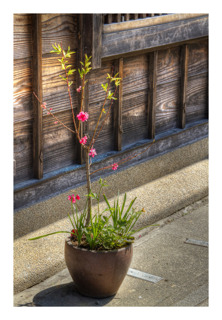 Potted plant by the roadside