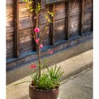 Potted plant by the roadside