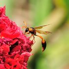 Potter Wespe (Delta dimidiatipenne)