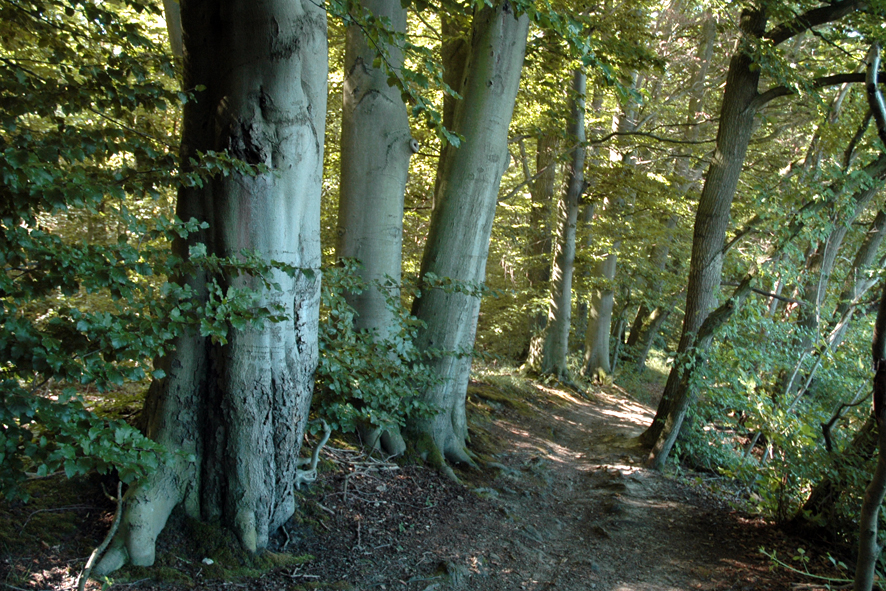 Pottlandweg, Duinger Wald