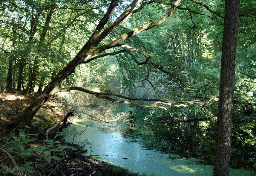 Pottlandweg, Duinger Wald