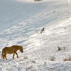 Pottok à la neige