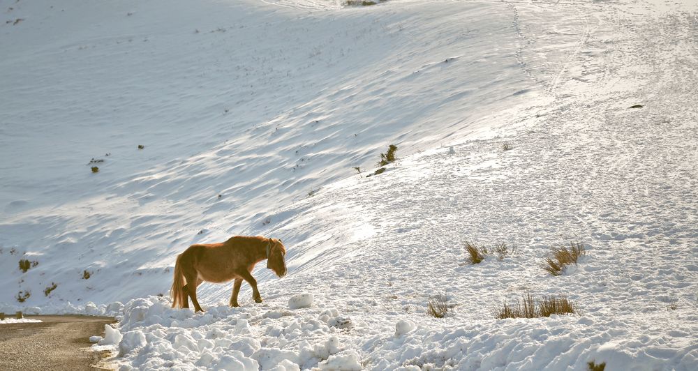 Pottok à la neige