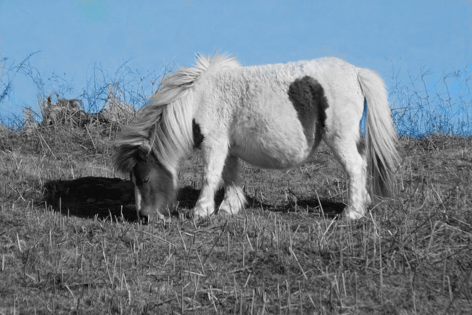 Pottoka en Navarra (Gorramendi)