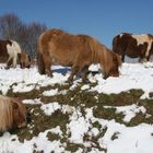 Pottoks en Gorramendi