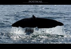 Pottwal