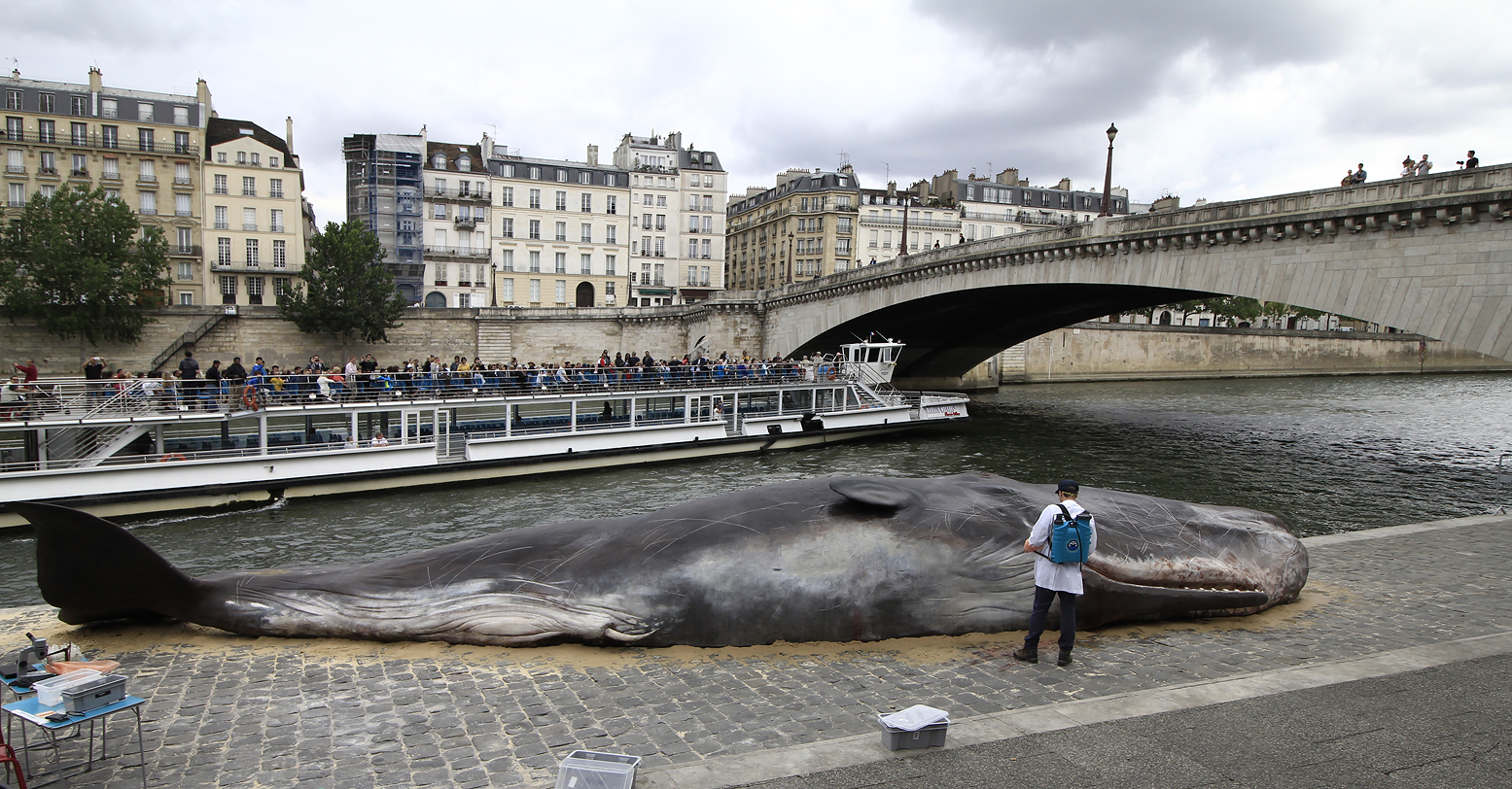 Pottwal an der Seine - Paris