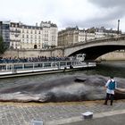 Pottwal an der Seine - Paris