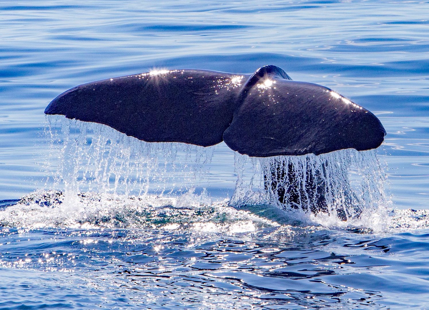 Pottwal Fluke Foto Bild Meer Natur Tiere Bilder Auf Fotocommunity