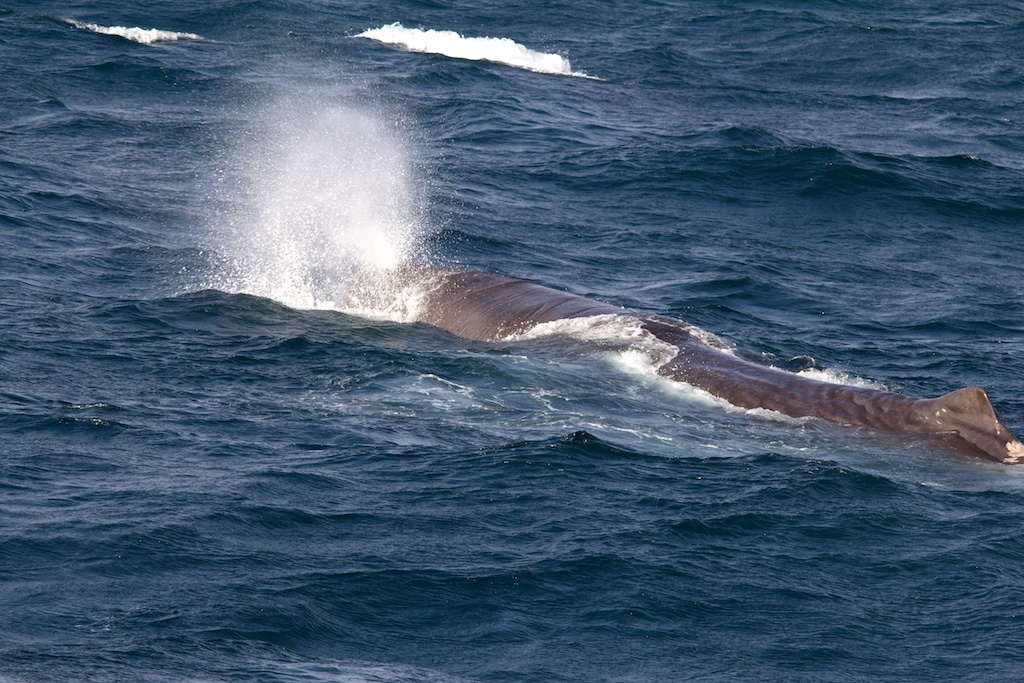 pottwal in Norwegen