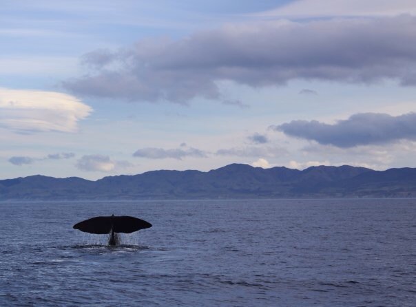 Pottwal vor Kaikoura