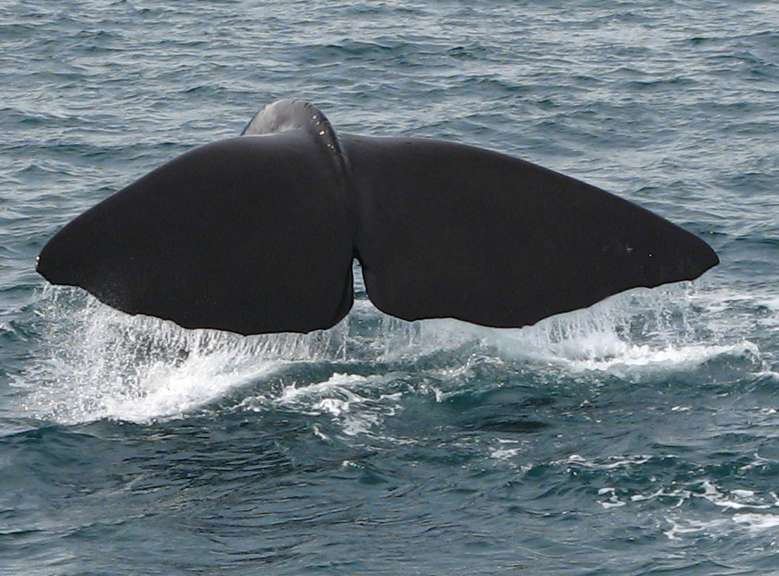 Pottwal vor Kaikoura (Neusseland)