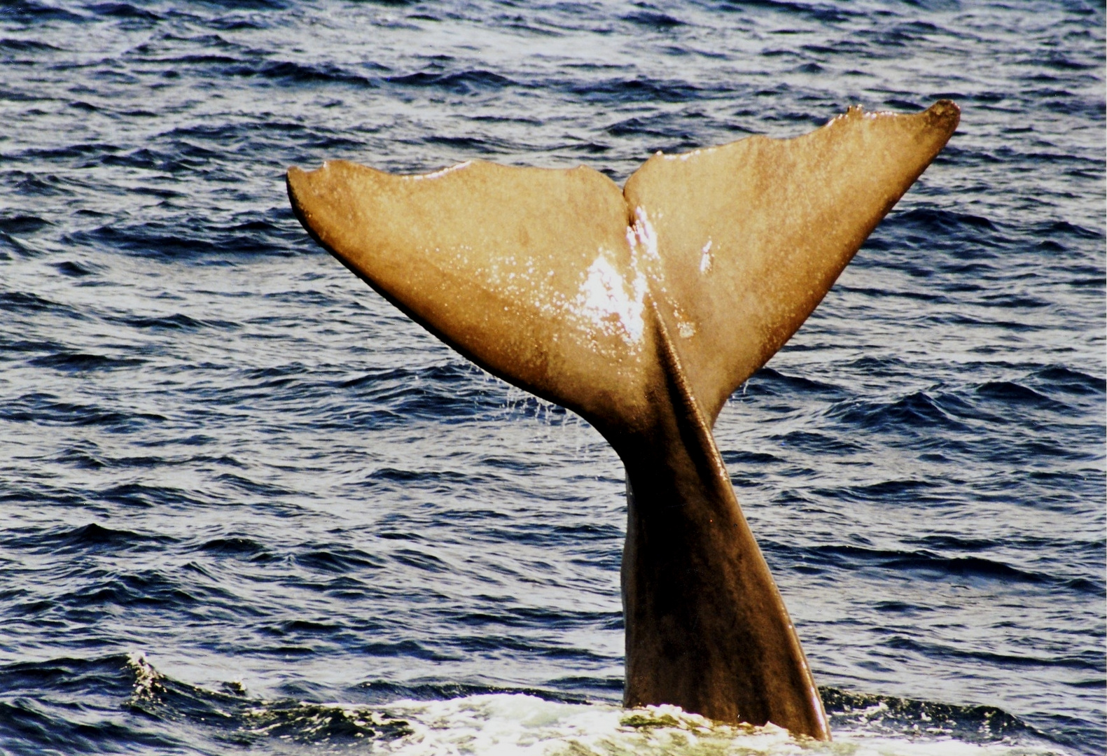 Pottwalfluke im Nordmeer vor Andenes, Norwegen