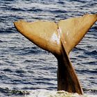 Pottwalfluke im Nordmeer vor Andenes, Norwegen