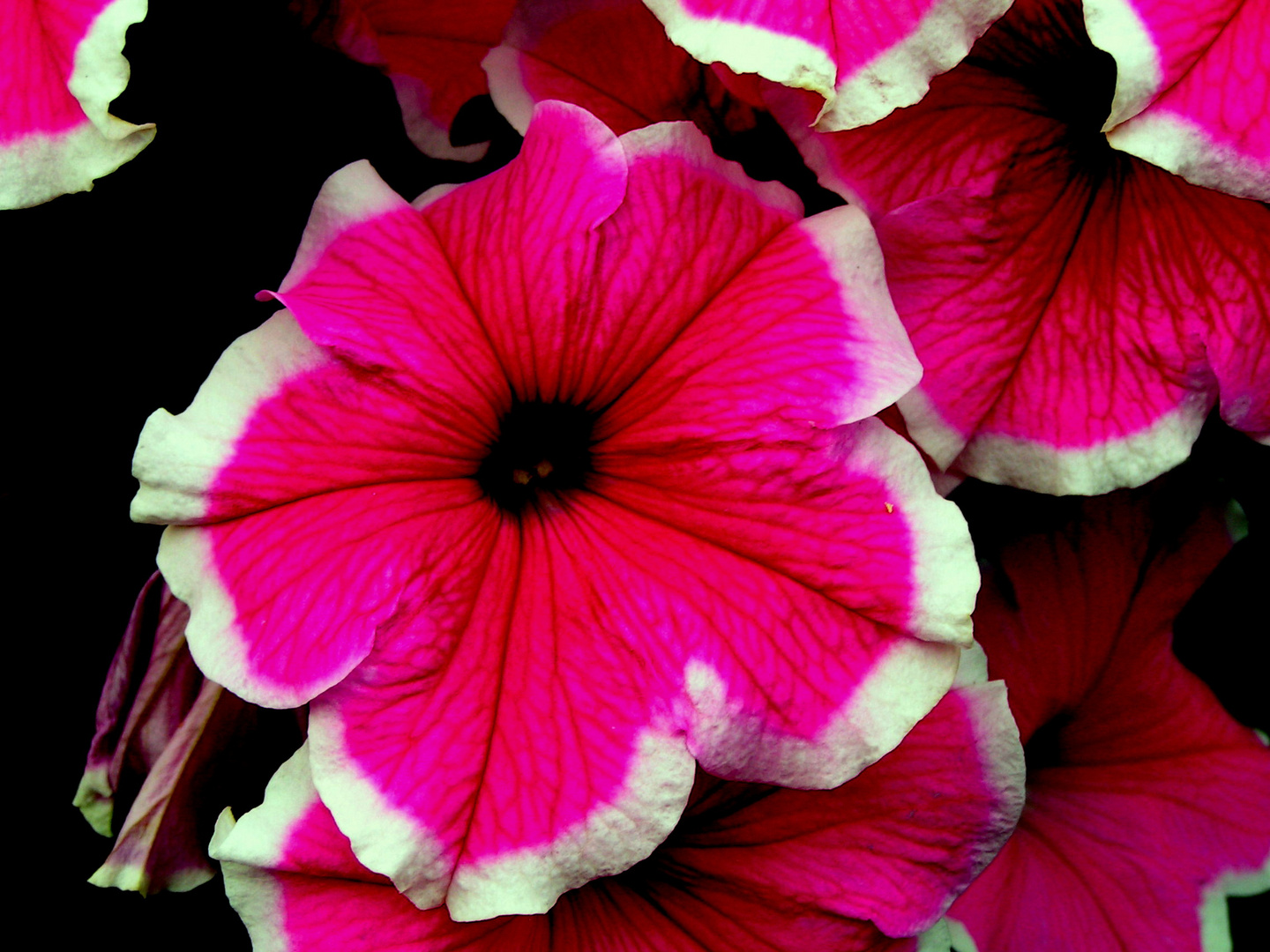 Potunia