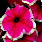 Potunia