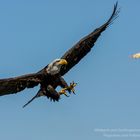  Potzberg Fütterung Adler