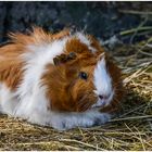 Potzberger Meerschweinchen