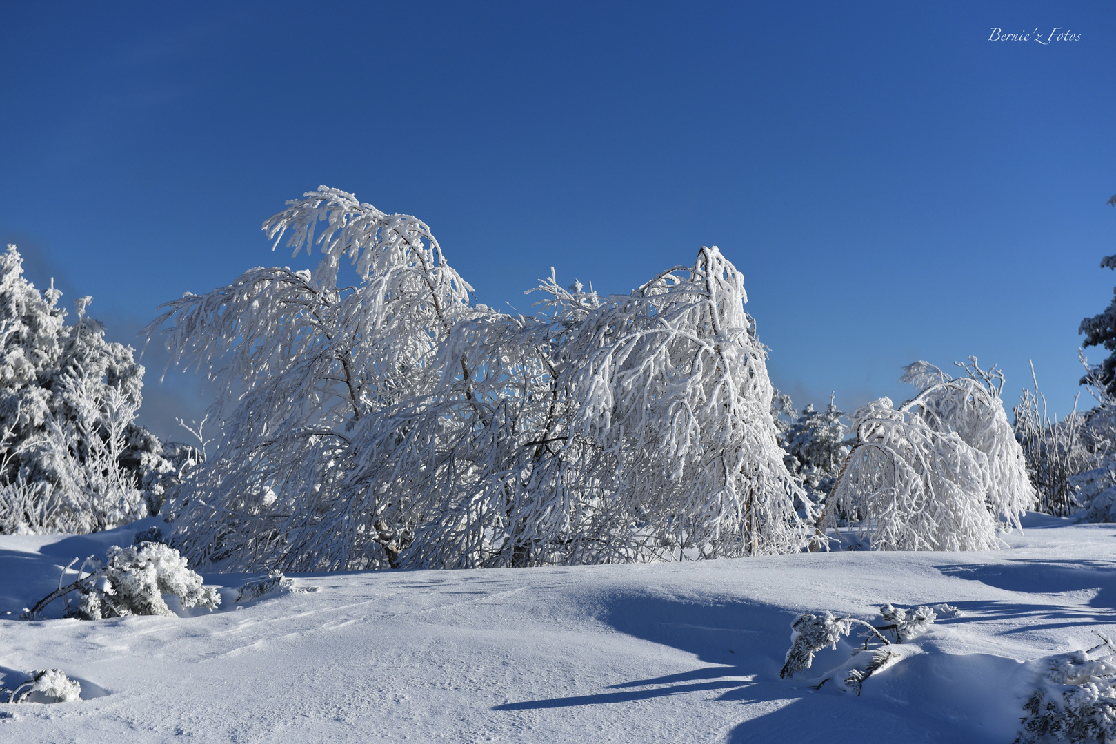 poudre blanche