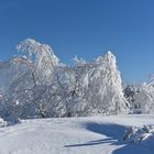 poudre blanche