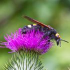 Poudré de pollen