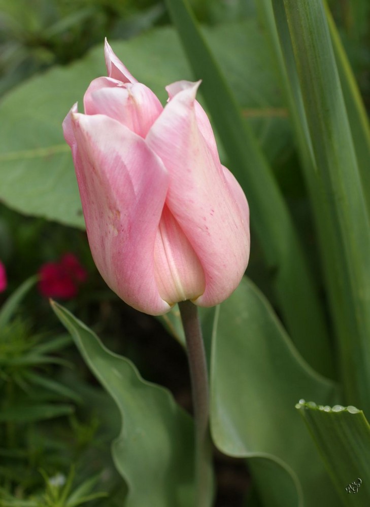 Poudrée de rose ....