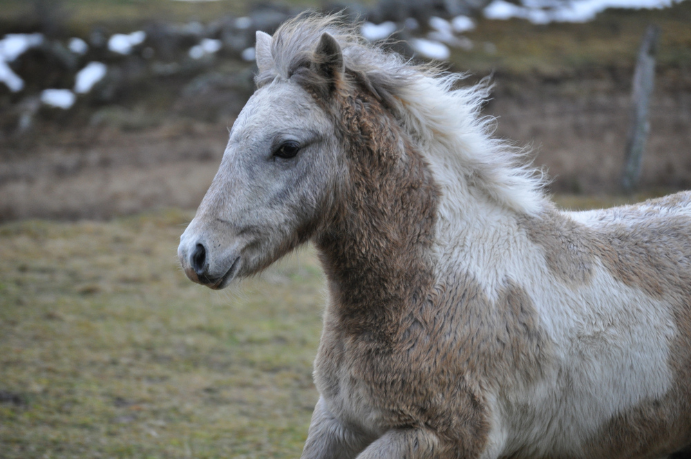 Poulain (2)