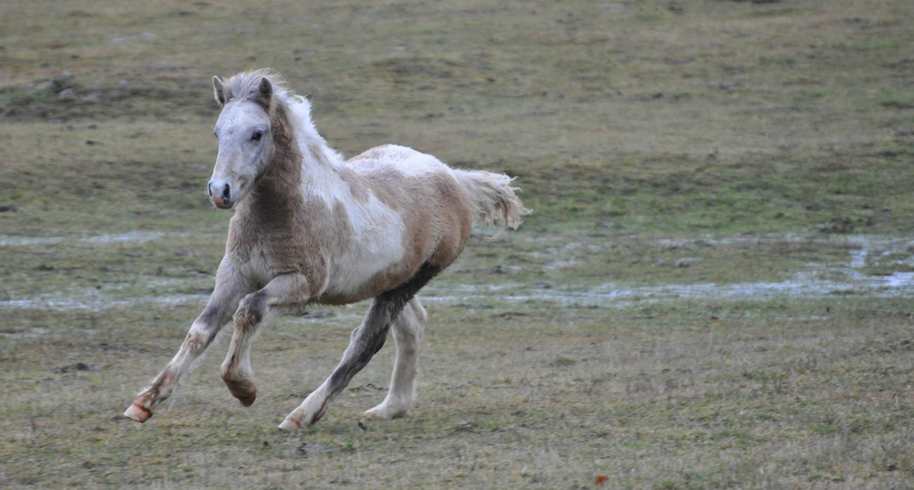 Poulain (3)