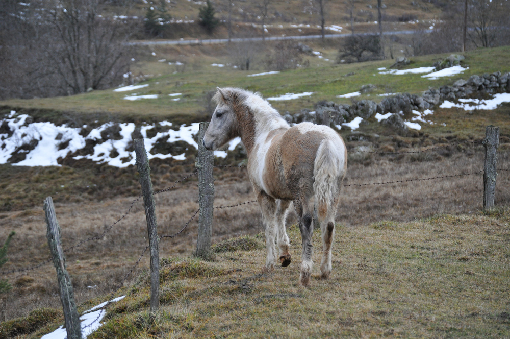 Poulain