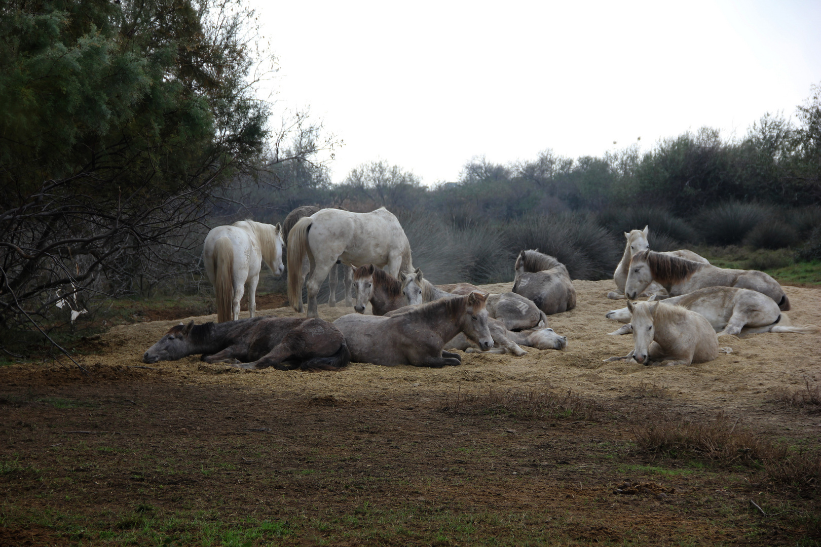 poulains camargue