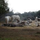 poulains camargue