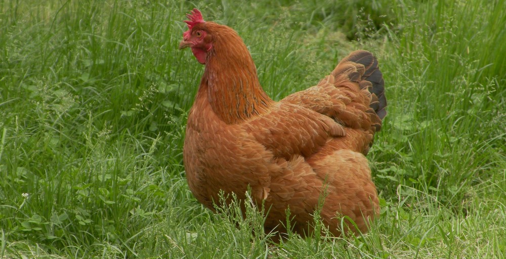 "Poule au pot........bientôt !!!!"