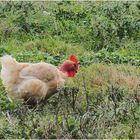 Poule cou-nu au picorage